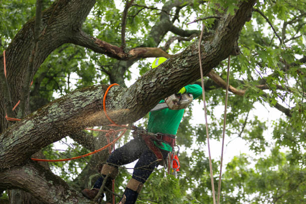 Best Tree Trimming and Pruning  in USA